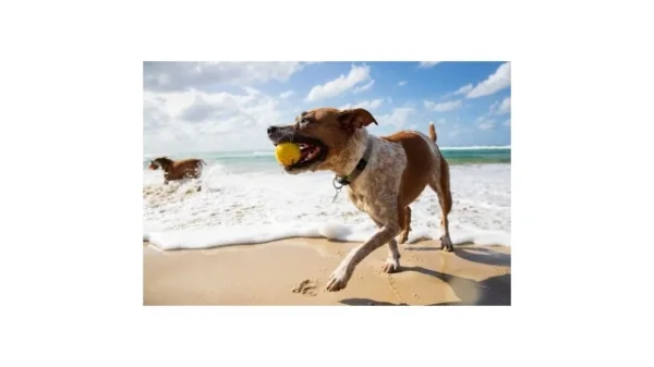 Waboba Woofpack foto 3