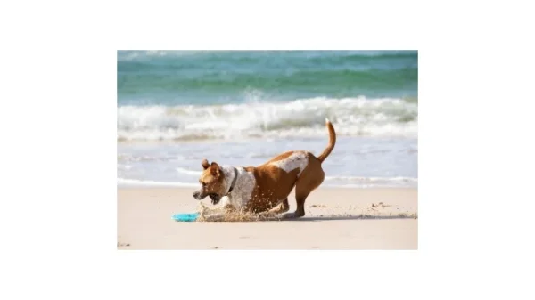 Waboba Woofpack foto 4