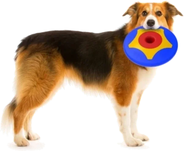 Bama Pet Trotto Disk Hondenspeelgoed 24.5x4.5 cm Blauw/Geel/Rood foto 4