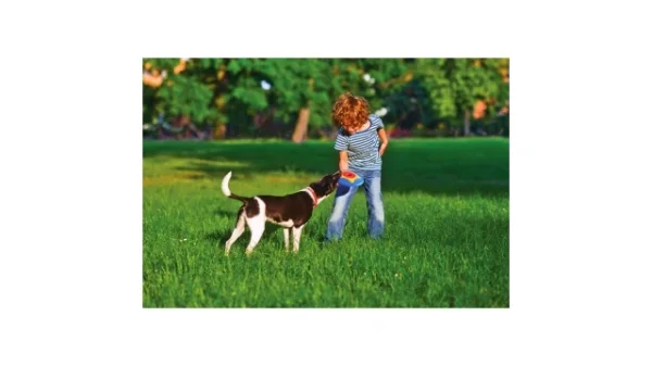 Bama Pet Trotto Disk Hondenspeelgoed 24.5x4.5 cm Blauw/Geel/Rood foto 5