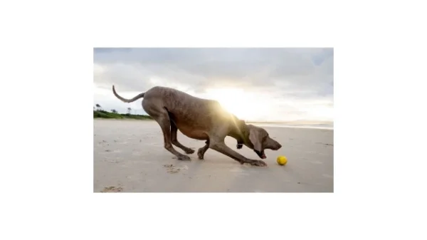 Waboba Pet Fetch Ball foto 9